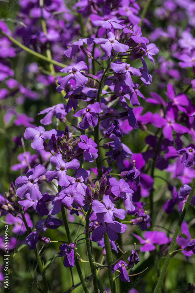 Flower of Dame’s Rocket (Hesperis matronalis) Flower of Dame’s Rocket (Hesperis matronalis)