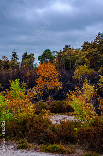 Fire at Thursley Common nature reserve. photo