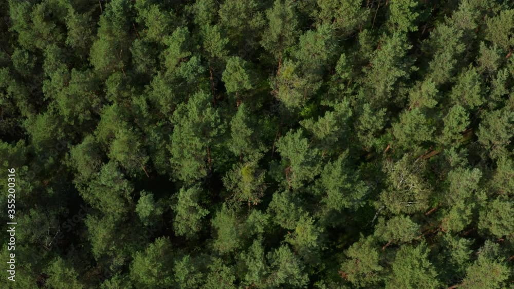 Aerial pan shot over pine forest in Europe Aerial pan shot over pine forest in Europe