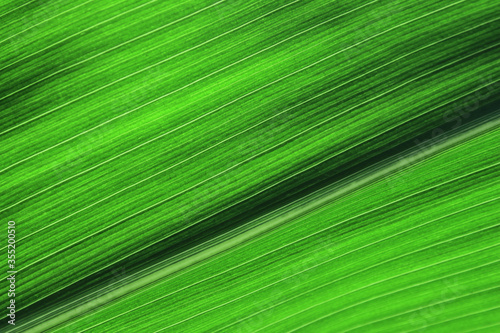 Blurred green texture background. Cropped shot of green leaf texture. Abstract nature background. Abstract texture background.