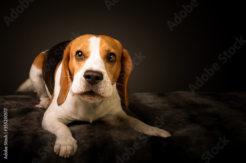 Irritated beagle dog on bed barking demands a treat for posing for photo.