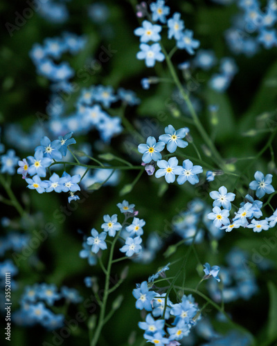 Tiny bloooming blue forget me not flowers, a close up