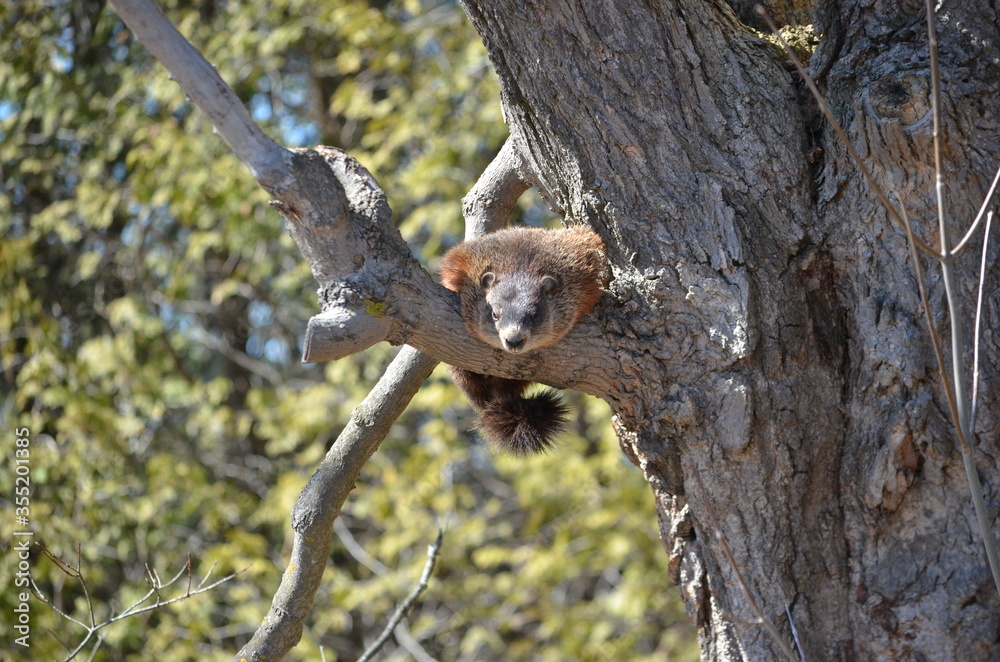 Groundhog also known as a woodchuck sitting on tree branch Groundhog also known as a woodchuck sitting on tree branch