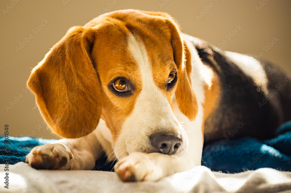 Beagle dog biting his itching skin on legs. Skin problem allergy