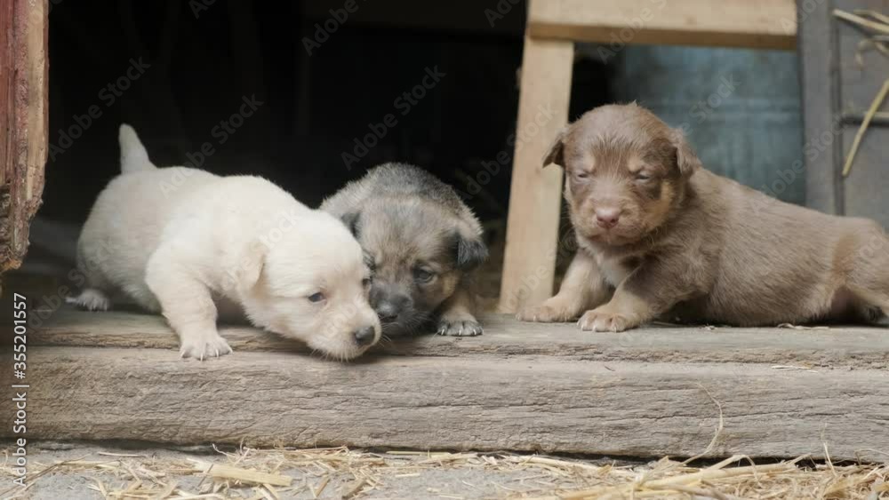 Cute clumsy puppies running on the doorstep of a barn on an old farm. Beautiful puppies play together Cute clumsy puppies running on the doorstep of a barn on an old farm. Beautiful puppies play together