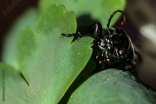 Black Ground Beetle (likely Pterostichus melanarius) photo