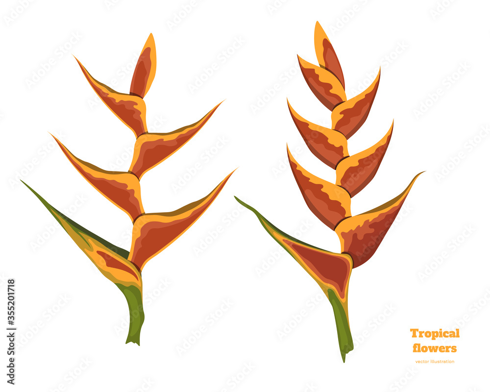 Isolated tropical flowers. Heliconia image. Design elements. Exotic bud. Orange floral plant in cartoon style. Jungle flora