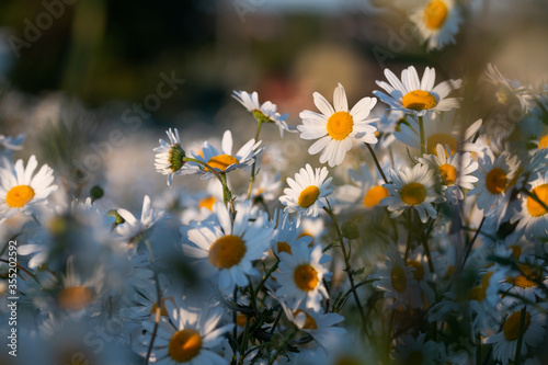 Daisy Wildflower Bed At Sunset