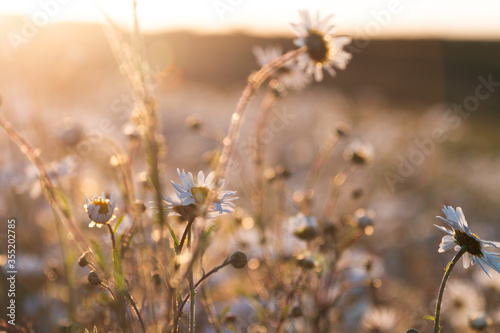 Wildflower Daisies At Sunset © Adam