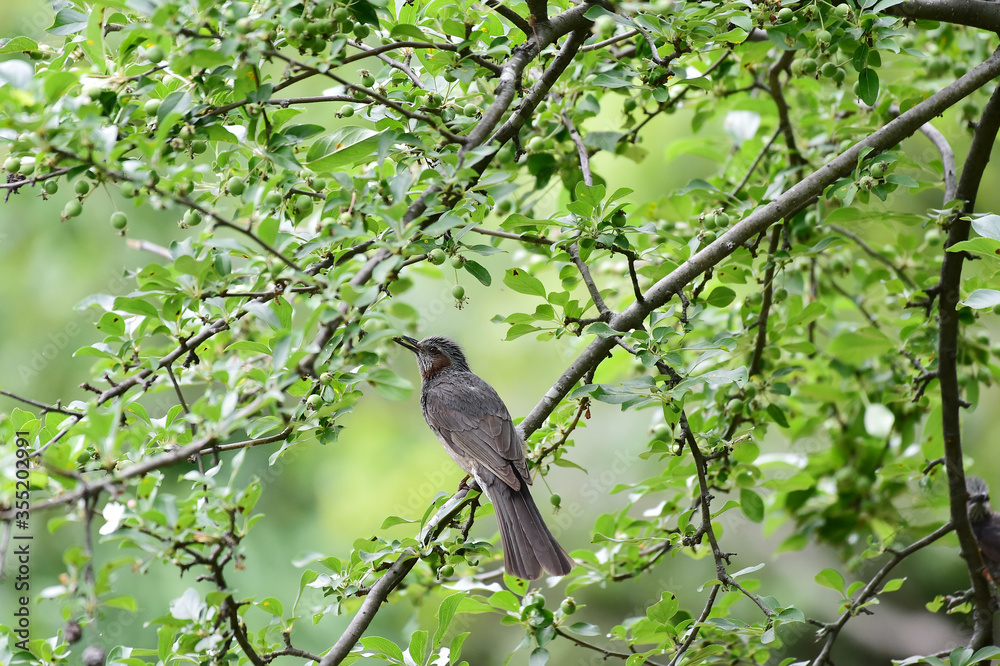 Brown-eared Bulbul, Microscelis amaurotis Brown-eared Bulbul, Microscelis amaurotis