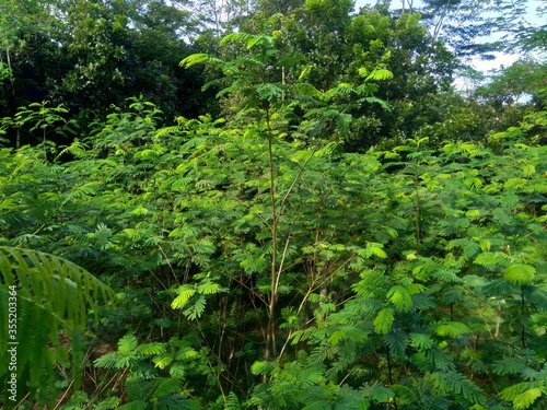 Albizia chinensis (silk tree, Chinese albizia, kool, khang hung, kang luang, cham, sengon) leaves with natural background. Albizia chinensis use as crates, boats, potions and bridges