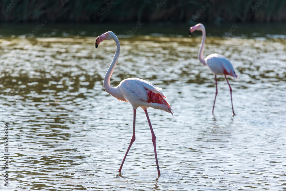 Pink flamingo, Camargue, France