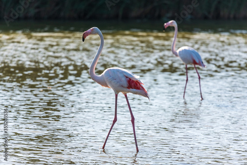 Pink flamingo, Camargue, France