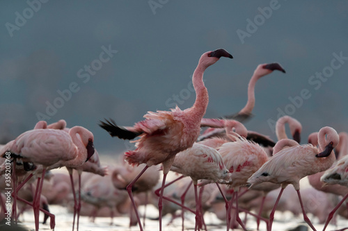 Flocks of Lesser Flamingos at Lake Bogoria  Kenya