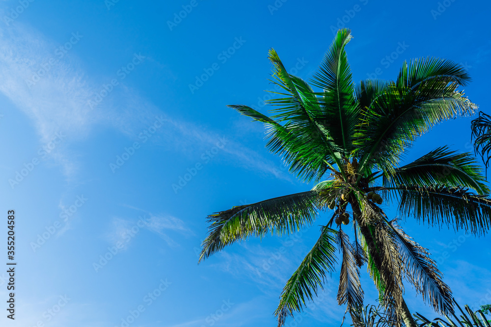 Palm tree against the blue sky. Tourist destination Bali, Indonesia. Exotic tropical background. Palm tree against the blue sky. Tourist destination Bali, Indonesia. Exotic tropical background.