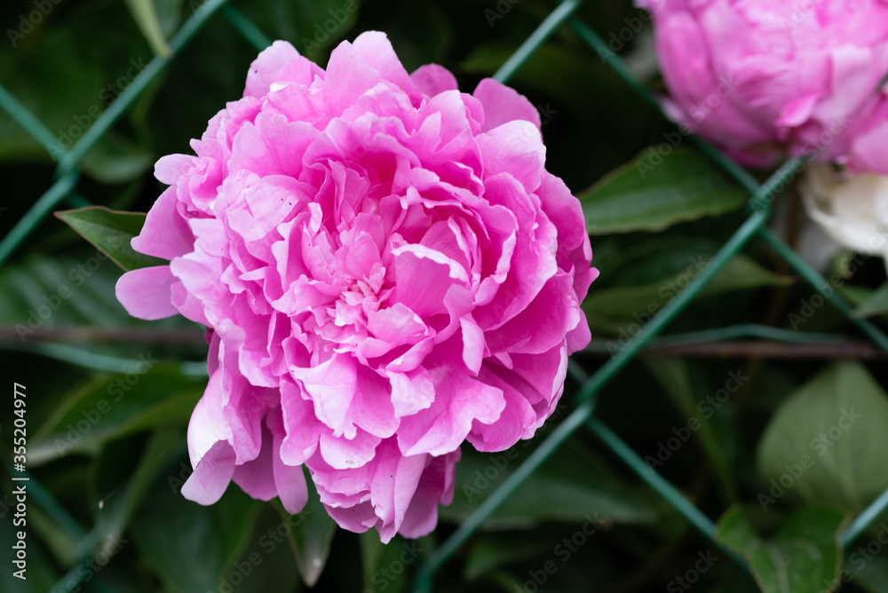 Dark pink peony flower head in garden, natural light