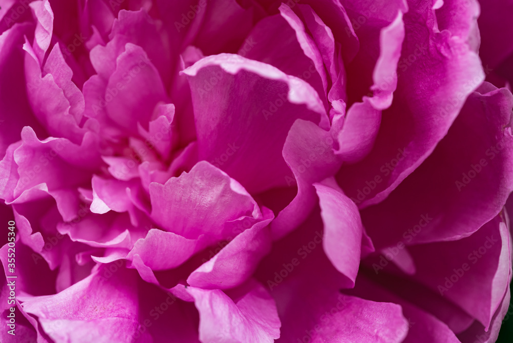 Dark pink peony flower head in garden, natural light Dark pink peony flower head in garden, natural light