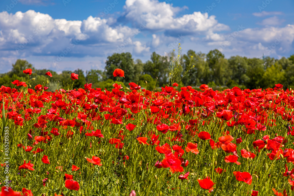Field with red poppies near the village of Kuty - obrazy, fototapety, plakaty 