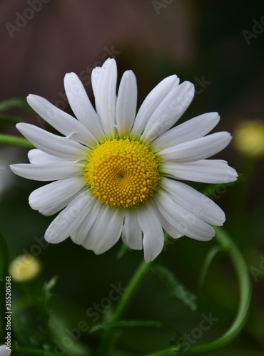 white daisy flower