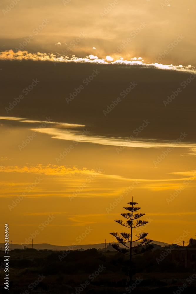clouds and tree at sunset