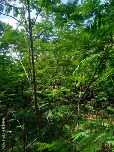 Albizia chinensis (silk tree, Chinese albizia, kool, khang hung, kang luang, cham, sengon) leaves with natural background. Albizia chinensis use as crates, boats, potions and bridges