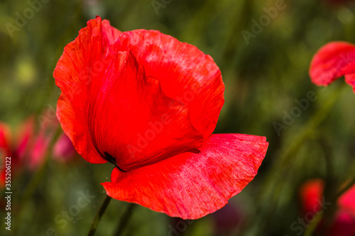 Field with red poppies near the village of Kuty