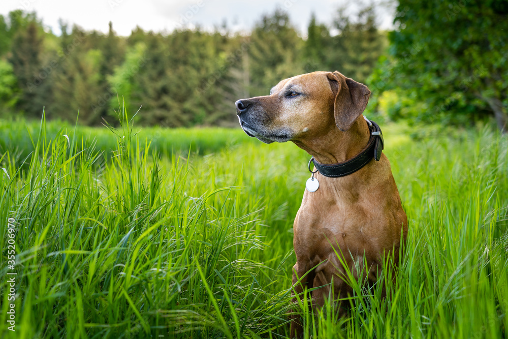 Jagdhund auf der Lauer Jagdhund auf der Lauer