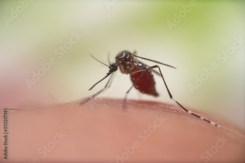 Aedes aegypti Mosquito. Close up a Mosquito sucking human blood,