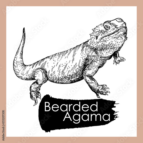 Hand drawn sketch style bearded dragon isolated on white background. Vector illustration.