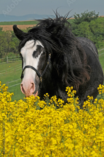 Shire Horse Stute Porträt