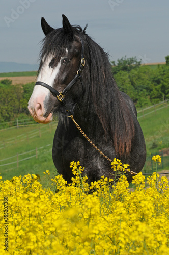 Shire Horse Stute Porträt © lichtreflexe