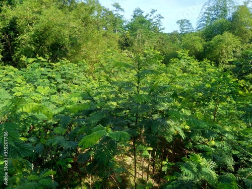 Albizia chinensis  silk tree  Chinese albizia  kool  khang hung  kang luang  cham  sengon  leaves with natural background. Albizia chinensis use as crates  boats  potions and bridges