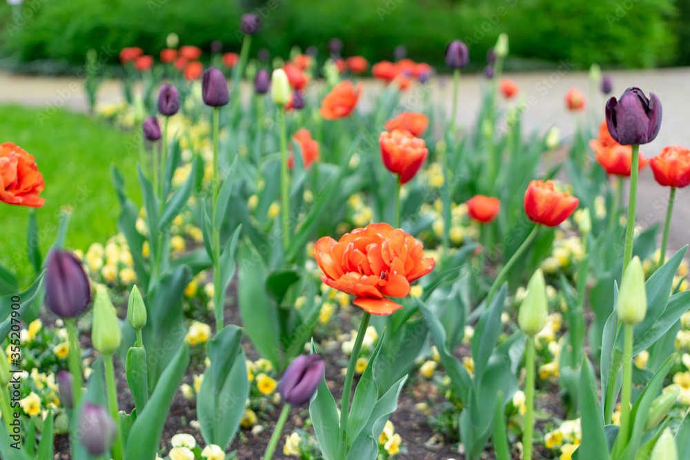 black and purple tulip flower or flowering tulipa with bokeh black and purple tulip flower or flowering tulipa with bokeh