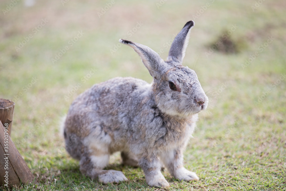 Fototapeta premium Grey abbit sitting on the ground