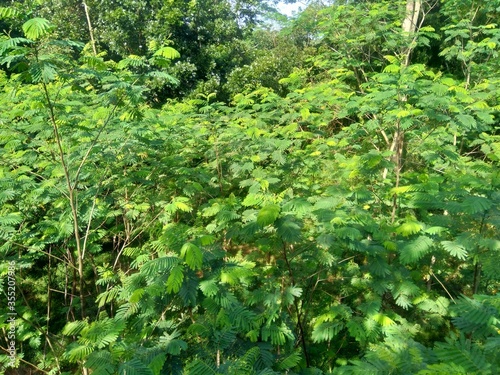 Albizia chinensis (silk tree, Chinese albizia, kool, khang hung, kang luang, cham, sengon) leaves with natural background. Albizia chinensis use as crates, boats, potions and bridges