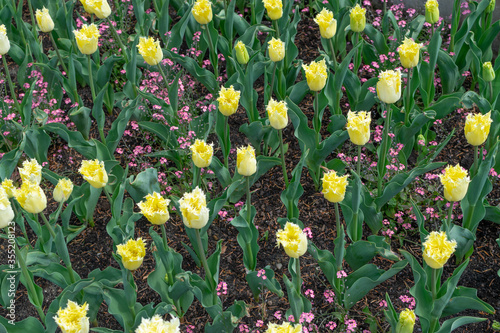 Yellow tulip flower or flowering tulipa with bokeh