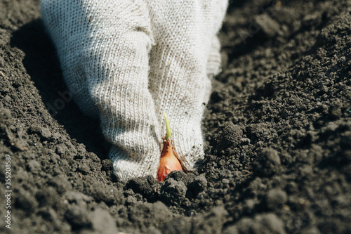 Planting plants in the ground with gloves close up