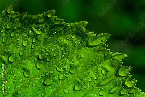 Drops on a green leaf. Reflection in a drop. Macro photo. Large drops of dew. Raindrops on green leaves. Water drops. The texture of the wet sheet. Abstract spring macro background