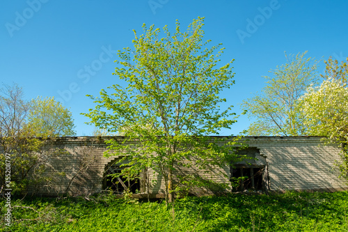 a tree growing next to an old abandoned building. The tree grows between two Windows on the wall photo