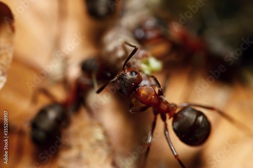 Forest ants slicing a dead caterpillar. Macro.