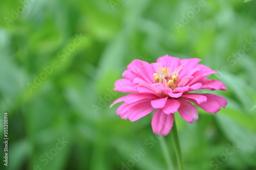 a pink zinnia flower 
