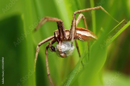 Greater spider ( Nursery web spider, Pisaura mirabilis) with a cocoon on the leaves of grass.