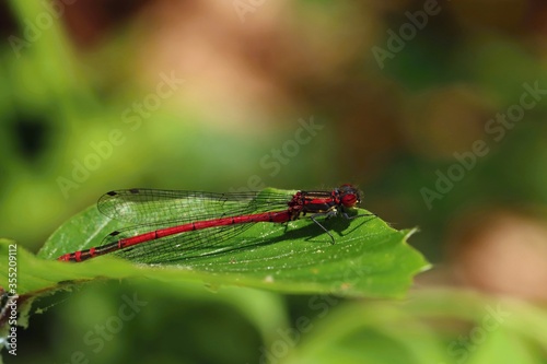 Dragonfly (large red damselfly) sitting on a cabbage leaf. Macro.