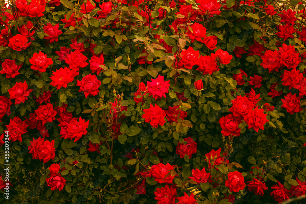 Red Rose on a bush in the Garden