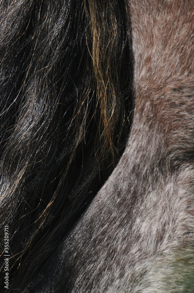 Shire Horse Stute Schweif Shire Horse Stute Schweif