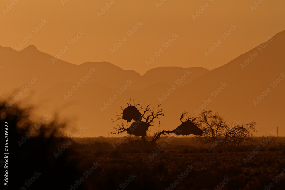 Sunset view of silhouette of isolated tree with sociable weaver bird nests in Africa