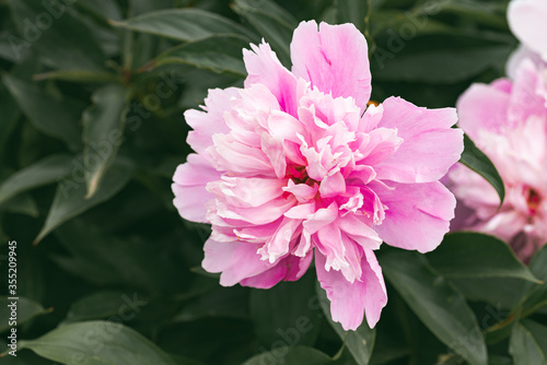 Pink peony flowers head in garden, natural light view from above
