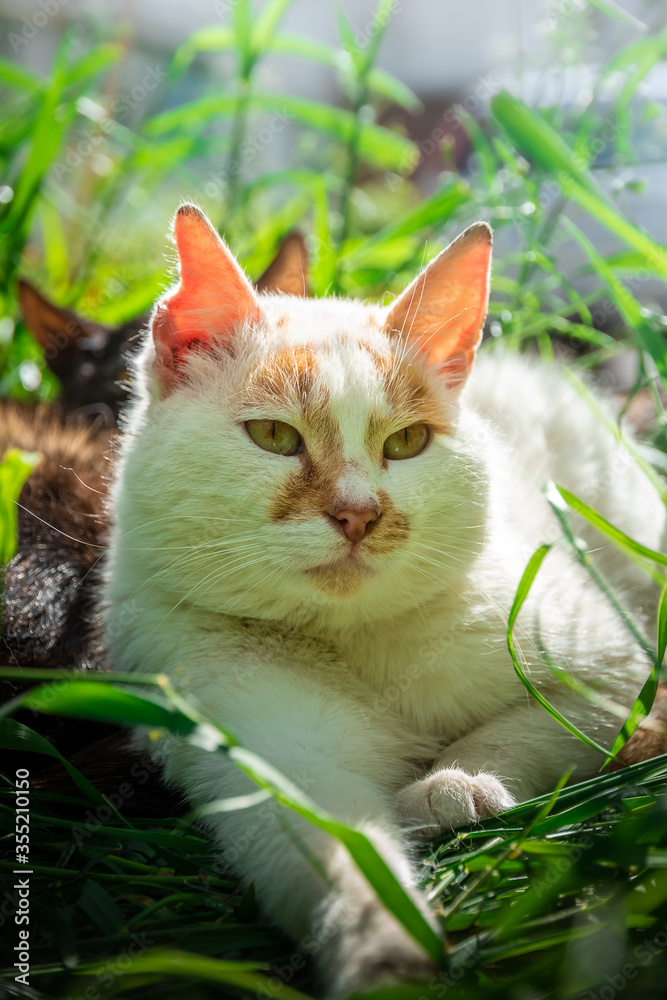 A cat lies in the garden and basks in the grass in the sun, a stray animal enjoys life