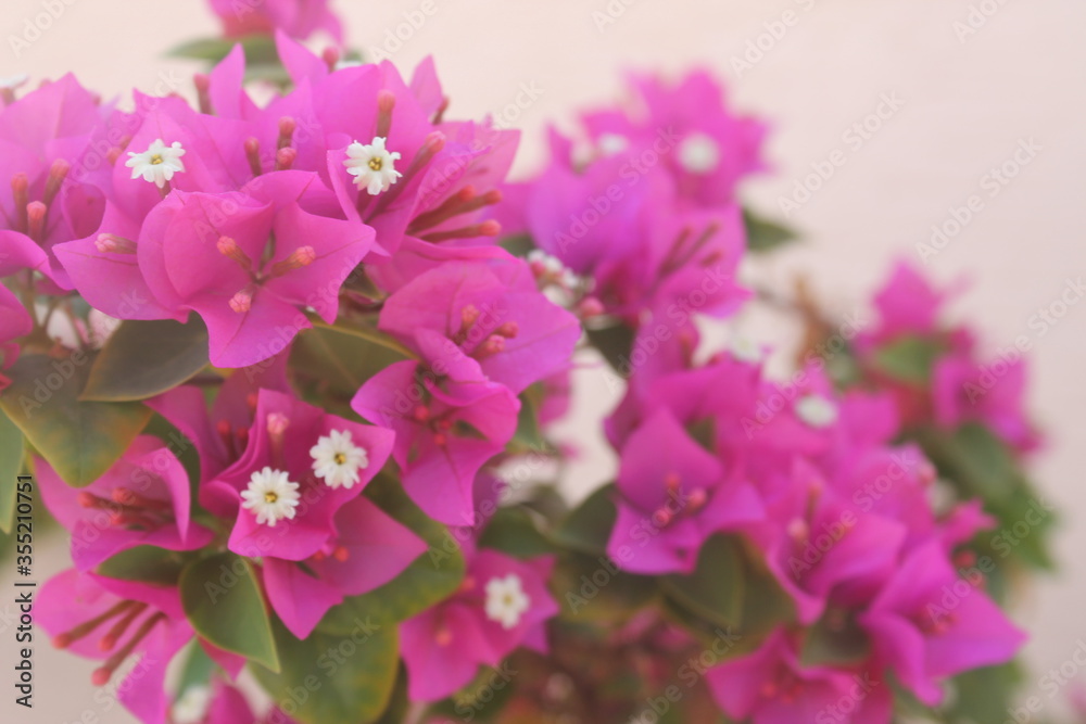 pink hydrangea flowers pink hydrangea flowers