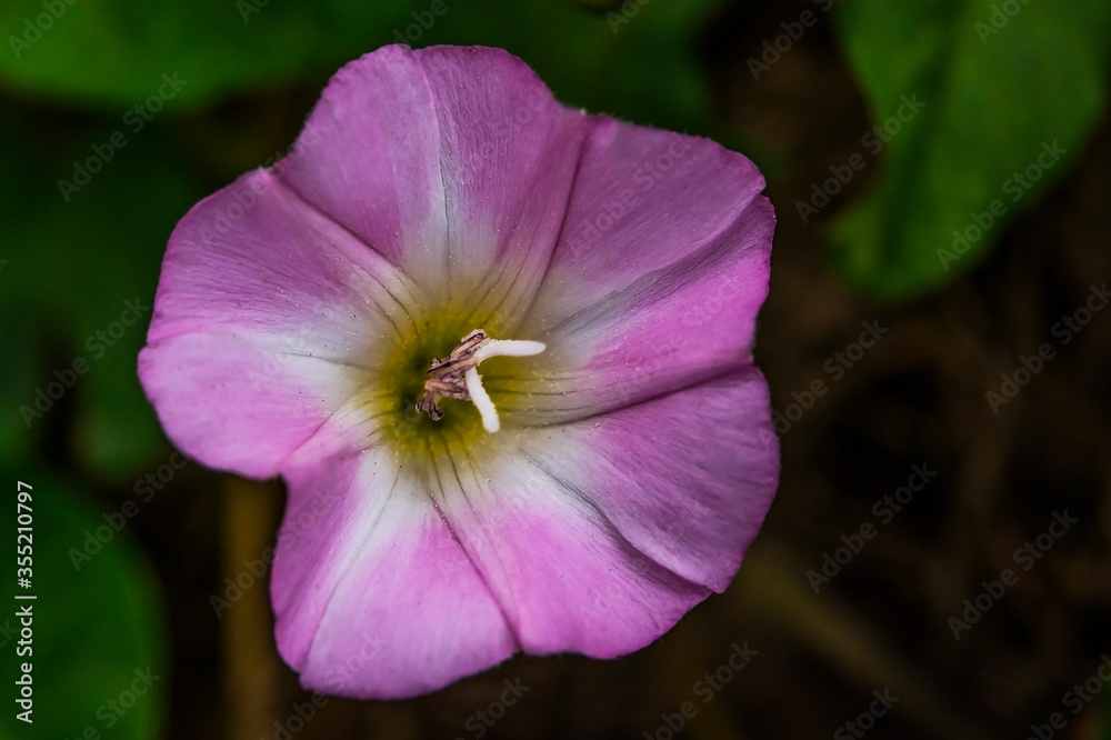Small pink flower in the spring. Super macro photo. Texture of pink flower petals. White stamens and pestle super close-up. Blooming grass in the spring. Green leaves of a plant. Green background Small pink flower in the spring. Super macro photo. Texture of pink flower petals. White stamens and pestle super close-up. Blooming grass in the spring. Green leaves of a plant. Green background